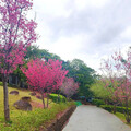 北投療癒賞櫻景點在這！嘎嘮別公園粉嫩花海正美 快來打卡