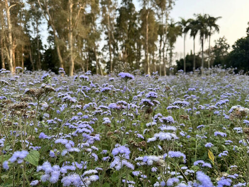 台南唯美花海曝光！紫花霍香薊ｘ波斯菊雙重綻放 快來朝聖！