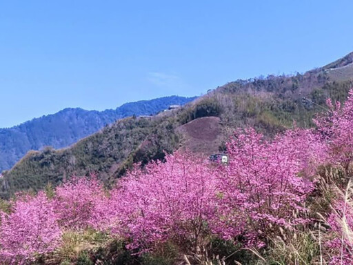 新竹高山櫻花祕境大揭密！6處今年不容錯過的春季賞櫻秘境！