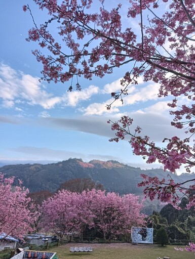 新竹高山櫻花祕境大揭密！6處今年不容錯過的春季賞櫻秘境！