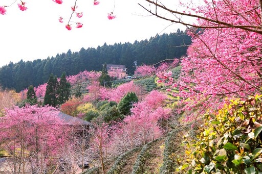 新竹高山櫻花祕境大揭密！6處今年不容錯過的春季賞櫻秘境！