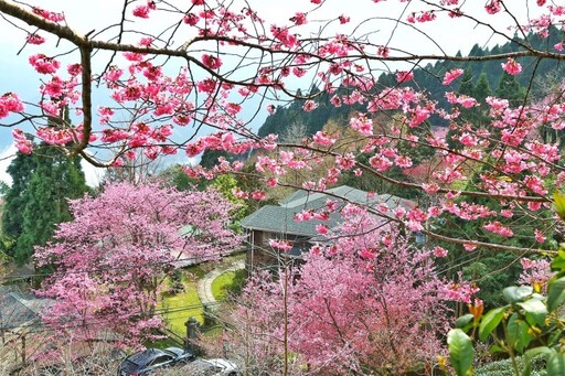 新竹高山櫻花祕境大揭密！6處今年不容錯過的春季賞櫻秘境！