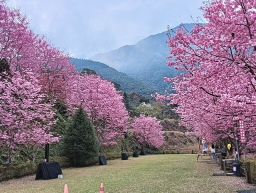 新竹高山櫻花祕境大揭密！6處今年不容錯過的春季賞櫻秘境！