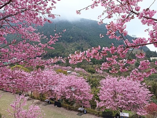 新竹高山櫻花祕境大揭密！6處今年不容錯過的春季賞櫻秘境！