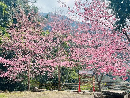 新竹高山櫻花祕境大揭密！6處今年不容錯過的春季賞櫻秘境！