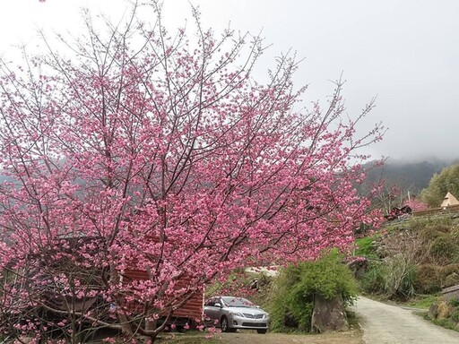 新竹高山櫻花祕境大揭密！6處今年不容錯過的春季賞櫻秘境！