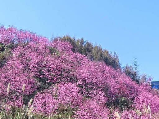 新竹高山櫻花祕境大揭密！6處今年不容錯過的春季賞櫻秘境！