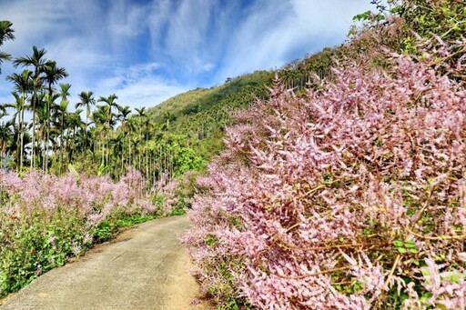 春日夢幻秘境！雲林草嶺麝香木花海盛開 粉嫩美景等你來拍！