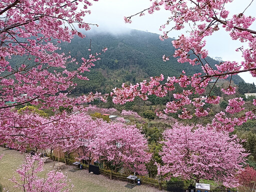 全新櫻花秘境解鎖！新竹五峰百棵富士櫻怒放如夢似幻！