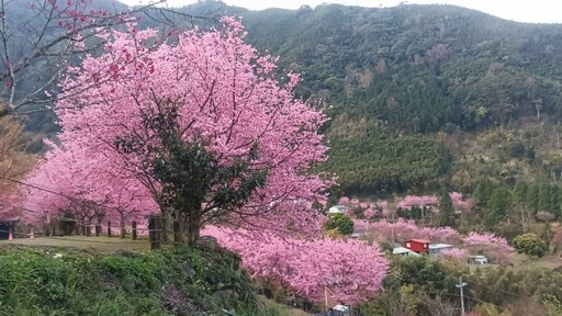 全新櫻花秘境解鎖！新竹五峰百棵富士櫻怒放如夢似幻！