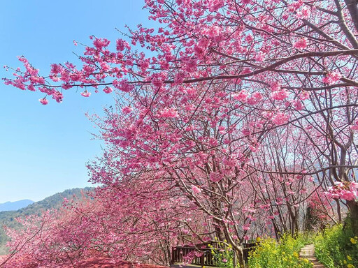 免費入園！新竹尖石賞櫻寶藏景點 浪漫櫻花盛開宛如仙境!