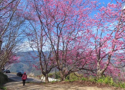 免費入園！新竹尖石賞櫻寶藏景點 浪漫櫻花盛開宛如仙境!