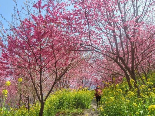 免費入園！新竹尖石賞櫻寶藏景點 浪漫櫻花盛開宛如仙境!