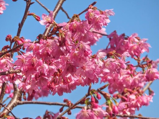 免費入園！新竹尖石賞櫻寶藏景點 浪漫櫻花盛開宛如仙境!