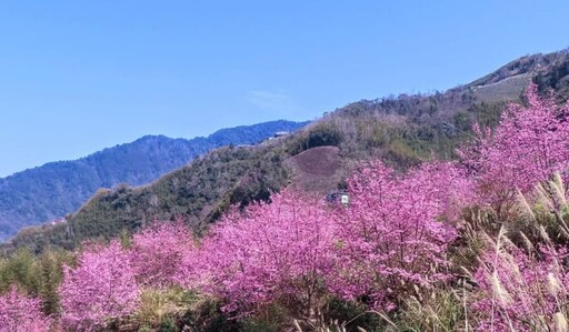 尖石隱藏版賞櫻景點曝光！櫻花與茶園浪漫交融 今年必訪！