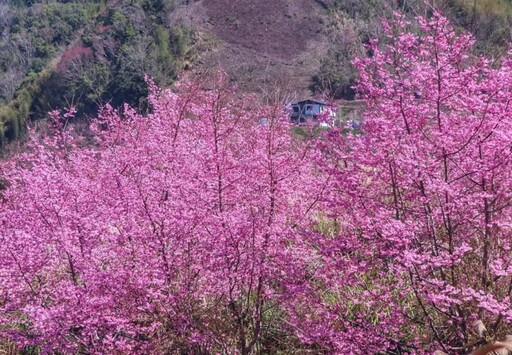 尖石隱藏版賞櫻景點曝光！櫻花與茶園浪漫交融 今年必訪！