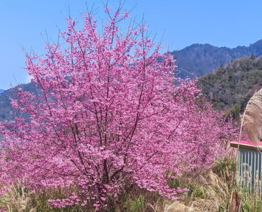 尖石隱藏版賞櫻景點曝光！櫻花與茶園浪漫交融 今年必訪！