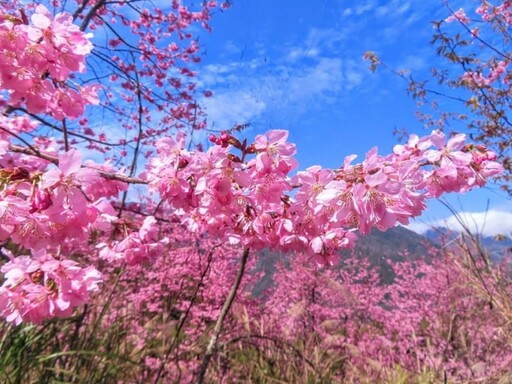 尖石隱藏版賞櫻景點曝光！櫻花與茶園浪漫交融 今年必訪！