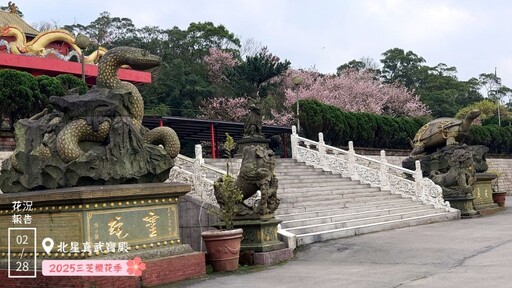 新北賞花│三芝櫻花季3/8開跑囉！低碳健行感受春日粉色浪漫