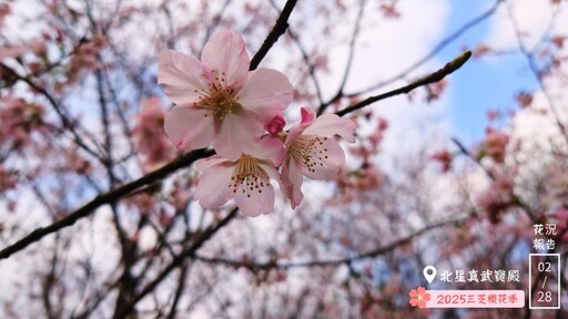 新北賞花│三芝櫻花季3/8開跑囉！低碳健行感受春日粉色浪漫