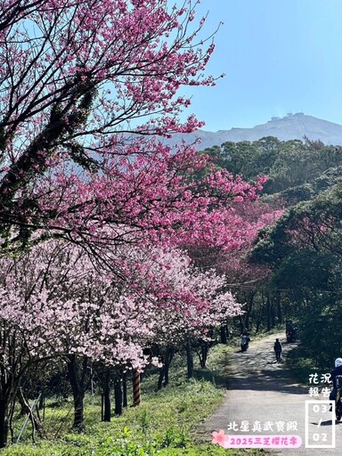 新北賞花│三芝櫻花季3/8開跑囉！低碳健行感受春日粉色浪漫