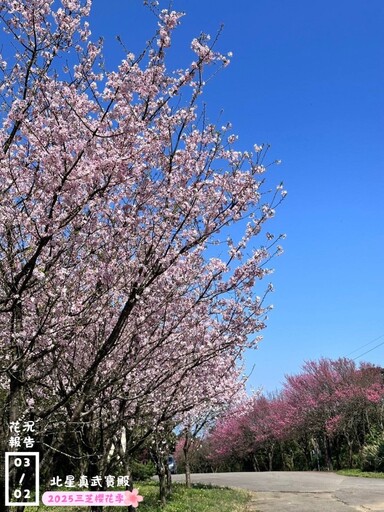 新北賞花│三芝櫻花季3/8開跑囉！低碳健行感受春日粉色浪漫