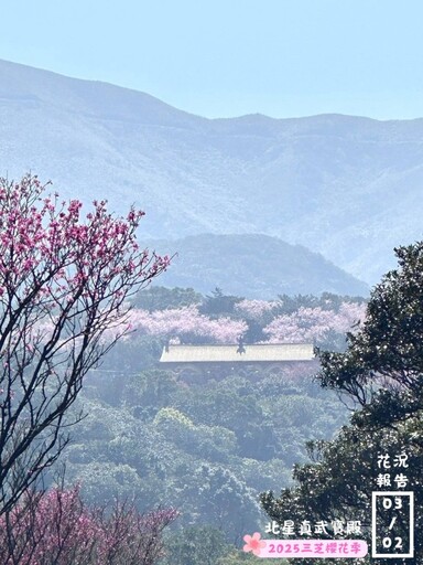 新北賞花│三芝櫻花季3/8開跑囉！低碳健行感受春日粉色浪漫