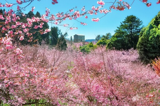 全台最美高山櫻花秘境！福壽山農場千櫻園爆粉中 錯過等明年