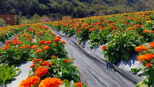 春天浪漫旅行提案！"2025山裏花見那羅灣金盞花季"限時登場！