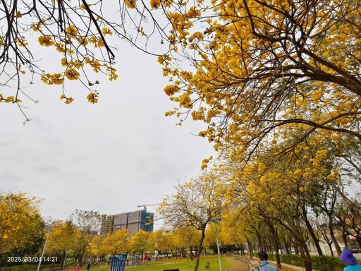 台中必訪金色花海！廍子公園黃花風鈴木爆發 錯過再等一年！