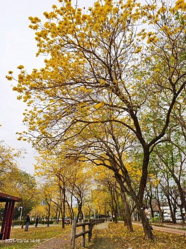 台中必訪金色花海！廍子公園黃花風鈴木爆發 錯過再等一年！