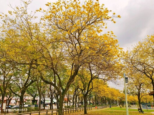 台中必訪金色花海！廍子公園黃花風鈴木爆發 錯過再等一年！