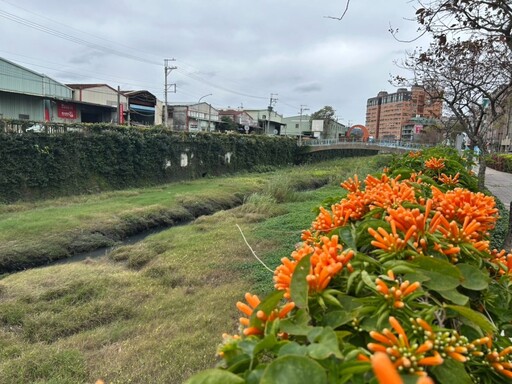 新北賞花│春遊賞花好去處！蘆洲鴨母港炮仗花綻放中！