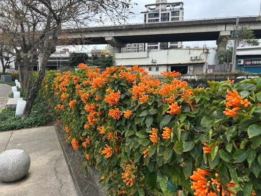 新北賞花│春遊賞花好去處！蘆洲鴨母港炮仗花綻放中！