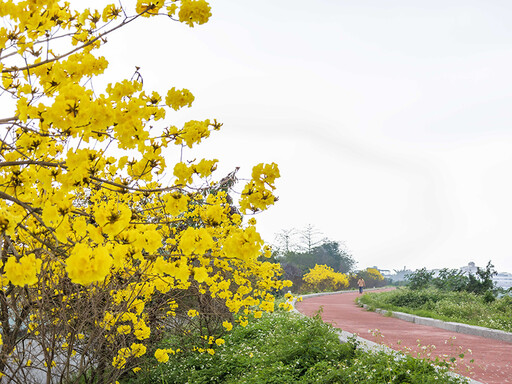 黃花風鈴木綻放中！嘉義牛稠溪橋防汛道路金色花海現蹤！