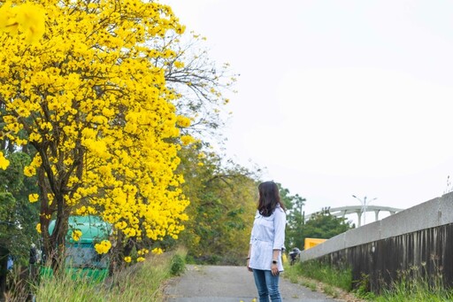 黃花風鈴木綻放中！嘉義牛稠溪橋防汛道路金色花海現蹤！