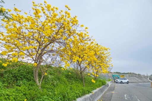 黃花風鈴木綻放中！嘉義牛稠溪橋防汛道路金色花海現蹤！