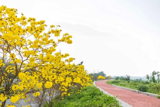 黃花風鈴木綻放中！嘉義牛稠溪橋防汛道路金色花海現蹤！