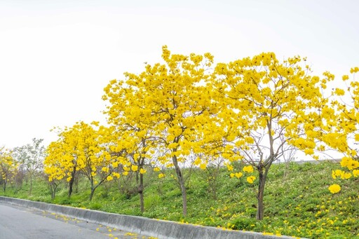 黃花風鈴木綻放中！嘉義牛稠溪橋防汛道路金色花海現蹤！