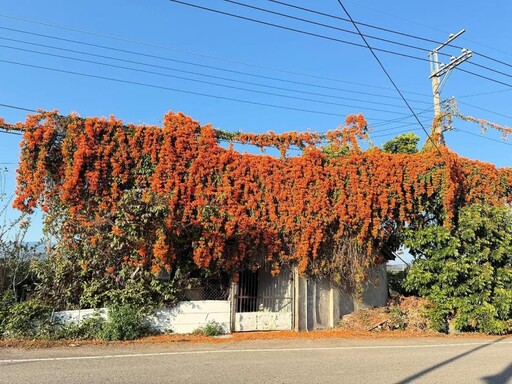 東勢驚現「空中花海」！炮仗花瀑布盛開 美拍打卡新熱點曝光