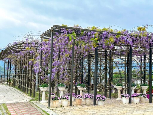 嘉義賞花│瑞里紫藤花季3月登場！到紫色浪漫山城賞花趣