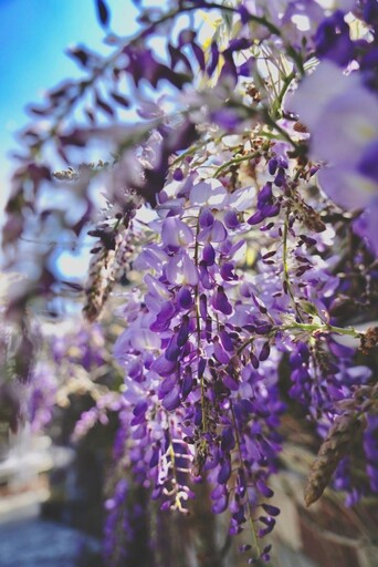 嘉義賞花│瑞里紫藤花季3月登場！到紫色浪漫山城賞花趣