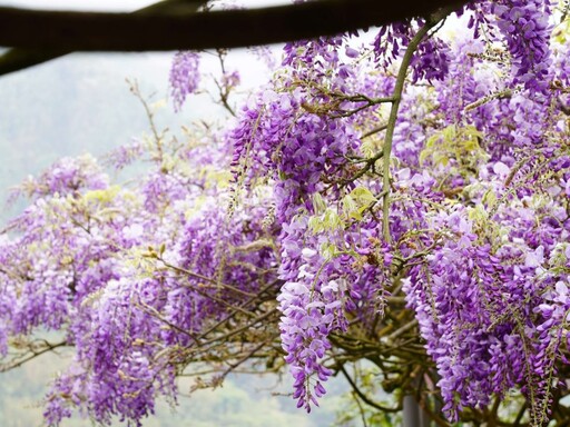 嘉義賞花│瑞里紫藤花季3月登場！到紫色浪漫山城賞花趣