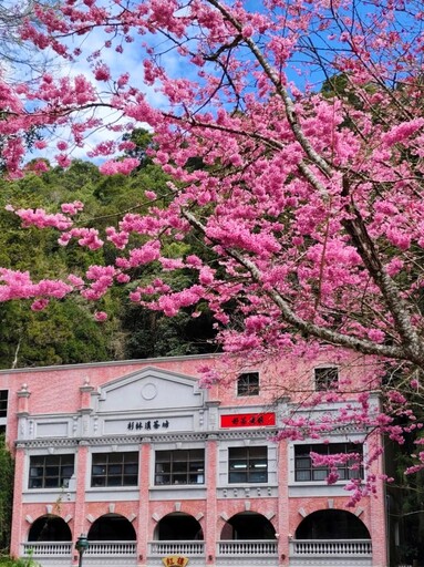 絕美櫻花河岸！杉林溪水岸櫻花盛開 宛如仙境般夢幻登場！