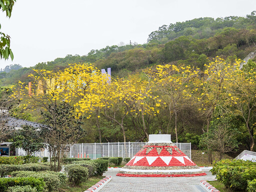 旅途中的小確幸！南投服務區黃花風鈴木悄悄盛開 美景藏不住