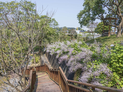 嘉義粉紫色小天地！溪東公園「麝香木」花海等你來打卡！