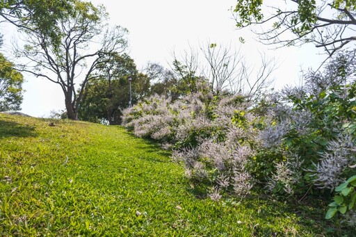 嘉義粉紫色小天地！溪東公園「麝香木」花海等你來打卡！