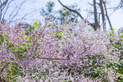 嘉義粉紫色小天地！溪東公園「麝香木」花海等你來打卡！