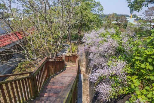 嘉義粉紫色小天地！溪東公園「麝香木」花海等你來打卡！