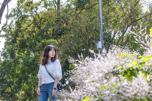 嘉義粉紫色小天地！溪東公園「麝香木」花海等你來打卡！